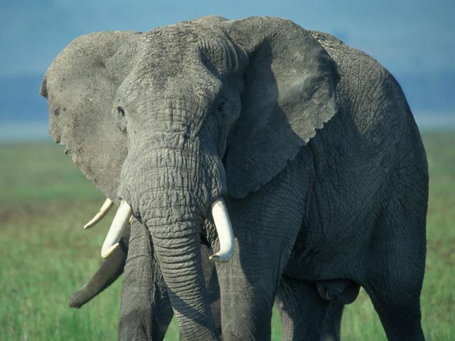 В Южно-Африканской республике придумали оригинальный способ борьбы с терроризмом: для выявления взрывоопасных элементов там предложили использовать слонов, которые, по словам специалистов, обладают уникальным нюхом
