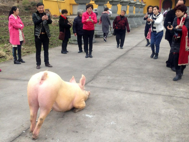 Фотографии свиньи, опустившейся на передние колени и преклонившей голову перед буддистским храмом в уезде Юнцзя городского округа Вэнчьжоу китайской провинции Чжэцьзянь во время фестиваля 22 февраля, широко разошлись по Сети