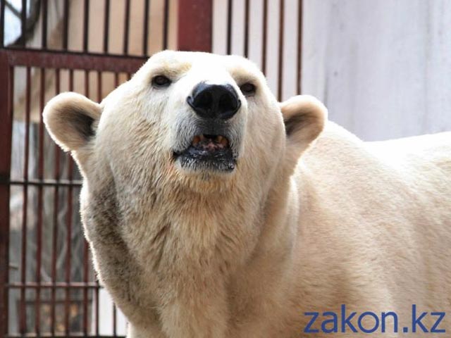 27 февраля в мире отмечают День белого медведя. В зоопарке бывшей столицы Казахстана - городе Алматы - по этому случают сотрудники приготовят для живущего там белого медведя по имени Алькор рыбно-овощной ледяной торт