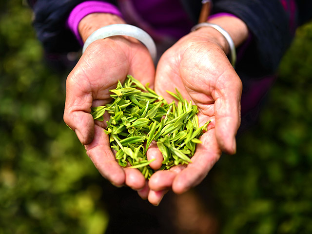 Китайский фермер из провинции Сычуань, производящий самый дорогой чай в мире (3,5 тысячи долларов за 500 граммов) приступил к сбору нового урожая