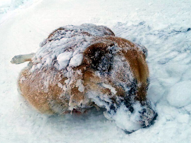 Камчатская полиция проверит сына депутата, который якобы застрелил и переехал на снегоходе собаку