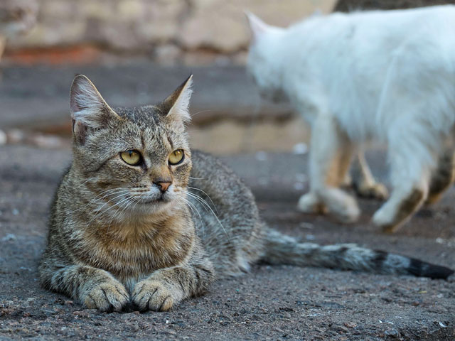 В Латвии защитники животных бьют тревогу - численность бродячих кошек в Риге достигла 200 тысяч