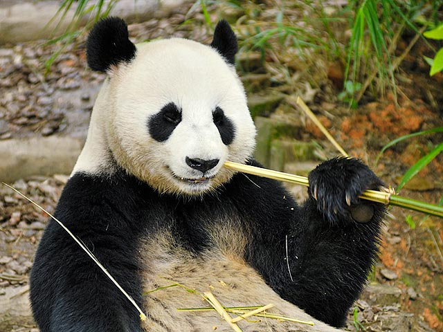 Житель провинции Ганьсу на северо-западе Китая отсудил компенсацию в размере 80 тысяч долларов за травмы, нанесенные дикой пандой