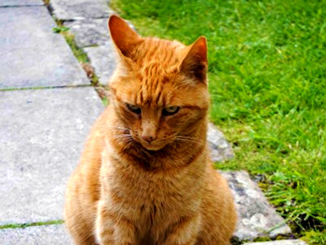 Во вторник 17-летний рыжий кот Льюис, считающийся символом одного из самых знаменитых кафедральных соборов Англии, попал на первые полосы британских газет