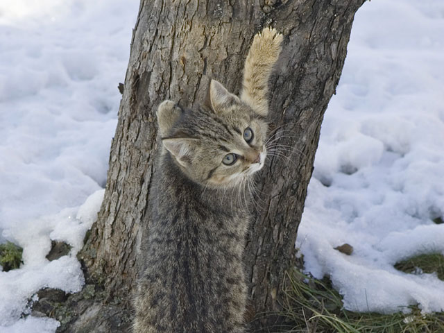 В Петербурге сняли кошку с дерева, на котором она провела три дня