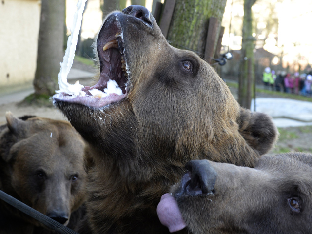 В связи с окончанием медвежьей спячки местным жителям советуют не приближаться к животным, не оставлять на отдыхе в лесу остатки еду, и не зарывать ее в снег