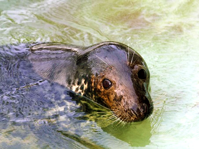 Ученые из Калининградского зоопарка написали обращение к жителям области, в котором просили не забирать детенышей тюленей с побережья