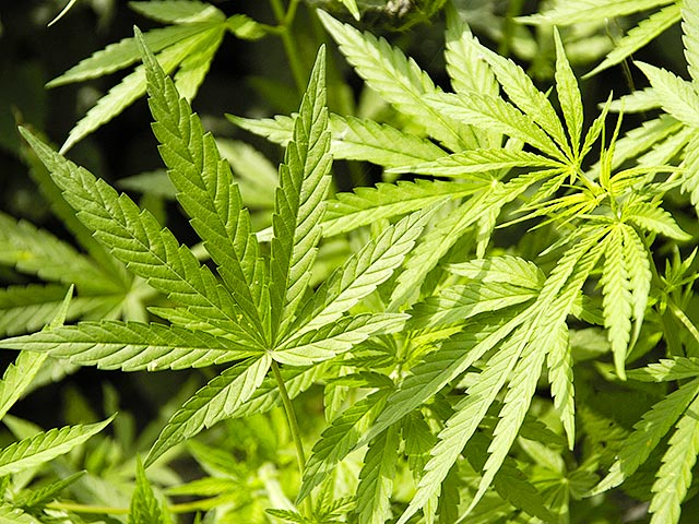 В преддверии Песаха группа авторитетных раввинов издала постановление, которое гласит, что марихуана не является запрещенной к употреблению в праздник