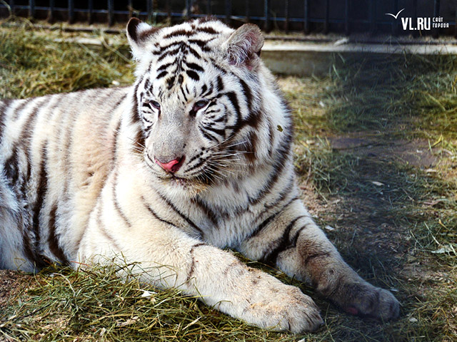 В зоопарк Владивостока доставили белого бенгальского тигра по кличке Маркиз, который отказался работать в московском цирке братьев Запашныx