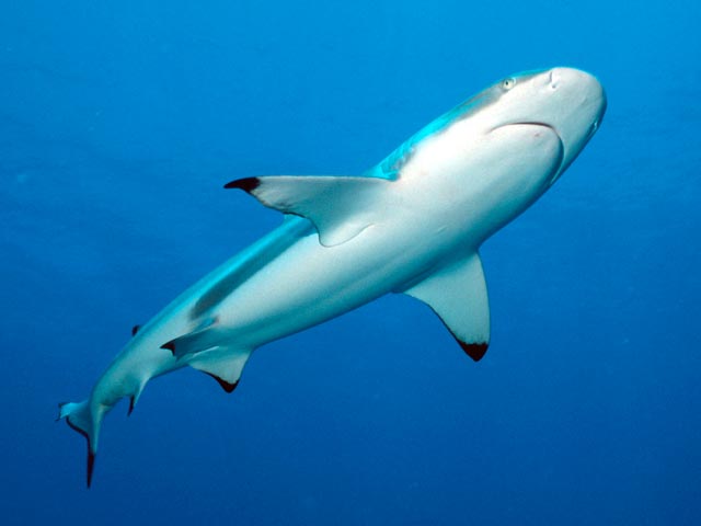 На Гавайях женщина погибла после нападения акулы, пляжи закрыты