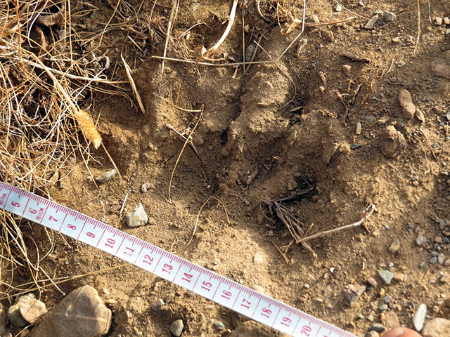 В национальном парке "Сайлюгемский" на Алтае вновь обнаружился подвид медведя, который считался вымершим: его никто не видел более 30 лет