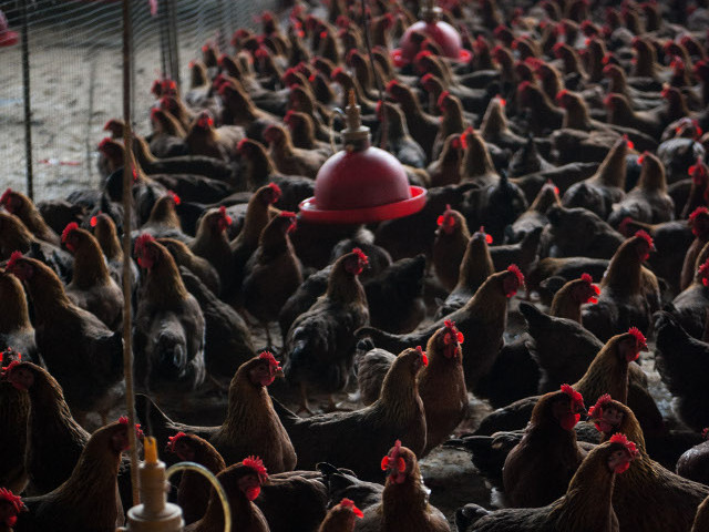 В минсельхозе Белоруссии заявили, что на территории Астраханской области России зарегистрированы случаи заболевания птиц высокопатогенным гриппом (H5N1).