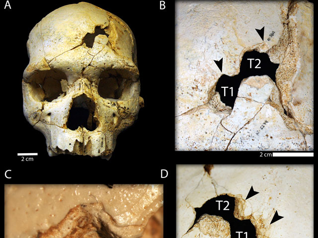 В Испании череп человека стал свидетельством "первого в мире убийства", совершенного 436 тысяч лет назад