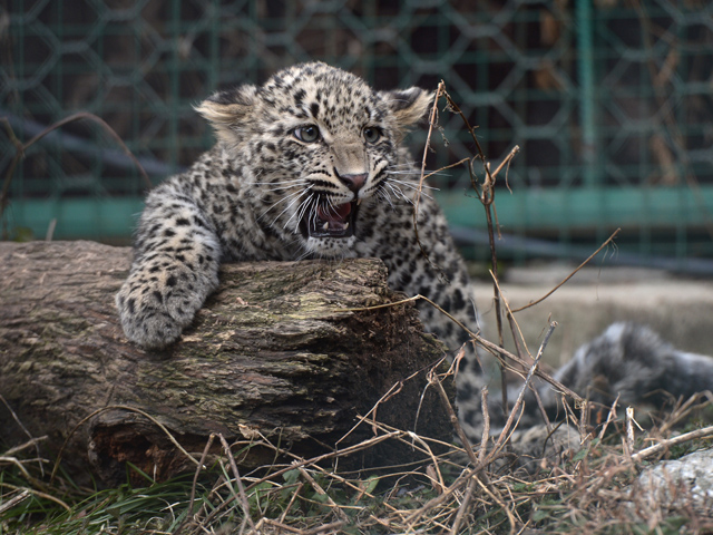 Детеныш леопарда по кличке Гром в вольере Центра разведения и реабилитации переднеазиатского леопарда в Сочинском национальном парке