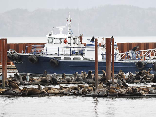 Власти маленького рыболовецкого городка Астория в штате Орегон приобрели искусственного 10-метрового кита с мотором, чтобы отпугнуть сотни морских львов, поселившихся в местных доках