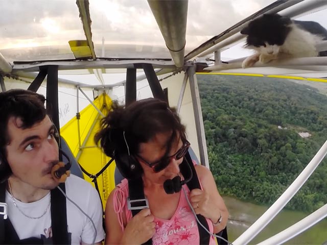 На YouTube набирает популярность видеоролик с четвероногим вынужденным воздухоплавателем: в ходе предполетного осмотра пилот ультралегкого самолета не заметил притаившегося на крыле кота