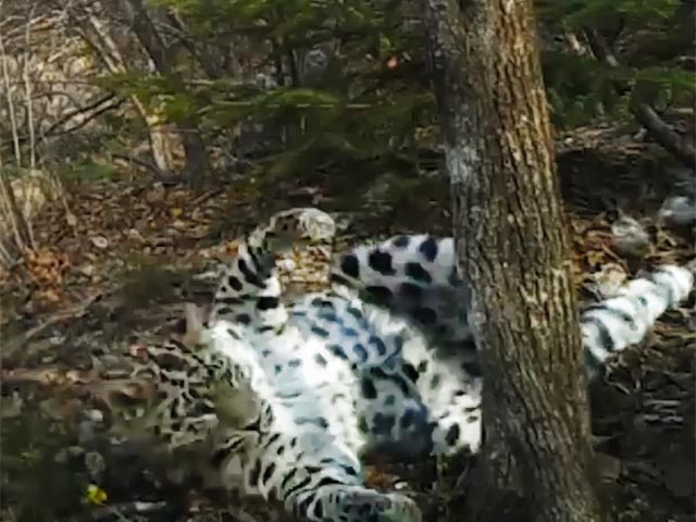 Одна из юных обитательниц приморского национального парка "Земля леопарда" стала героиней клипа. Артистичная леопардесса Бэри "станцевала" на камеру, после чего в Сети появился динамичный ролик с участием хищницы, порадовавший ученых