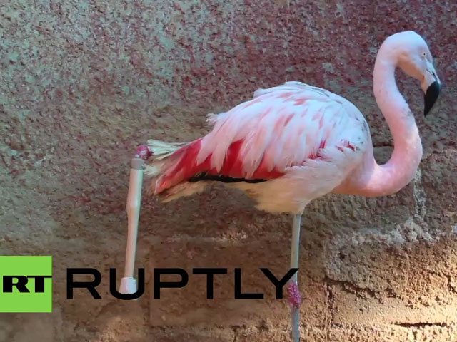 В зоопарке Бразилии сделали протез фламинго, чем обрекли птицу на одиночество