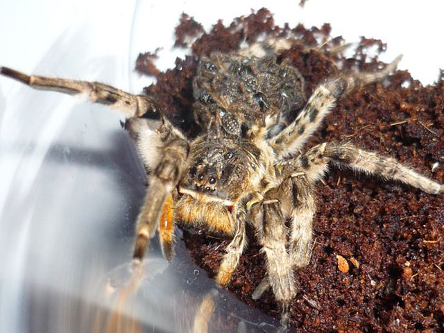 Омичей привел в ужас огромный паук, найденный на полу в доме