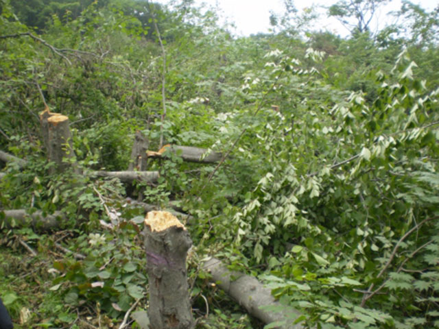 Масштабная вырубка уникального реликтового леса, в том числе "краснокнижных" деревьев, происходит во Владивостоке