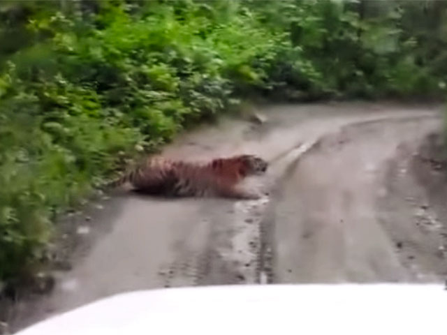 В интернете появилась забавная видеозапись встречи приморских автомобилистов с тигром, которого они тщетно попытались отпугнуть громкой музыкой из машины. "Краснокнижный" хищник ничуть не испугался, а напротив, разлегся на дороге и стал слушать