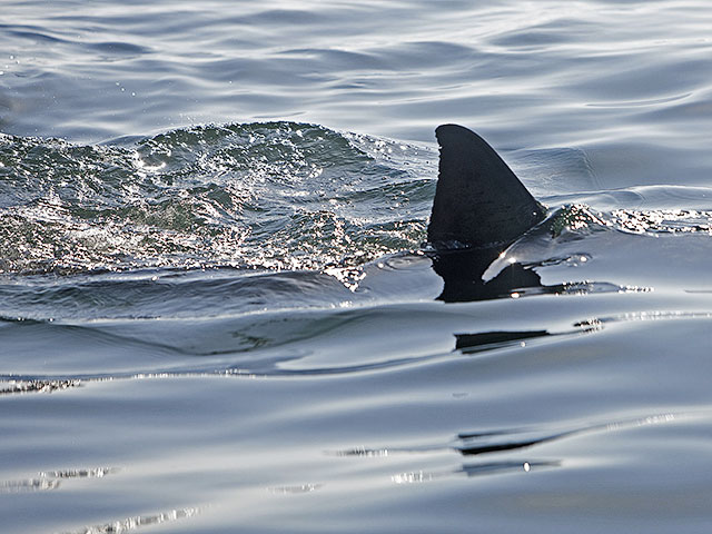 Акула, показавшаяся в 20 метрах от берега, напугала отдыхающих на пляже Херн-Бея в графстве Кент на юго-востоке Англии