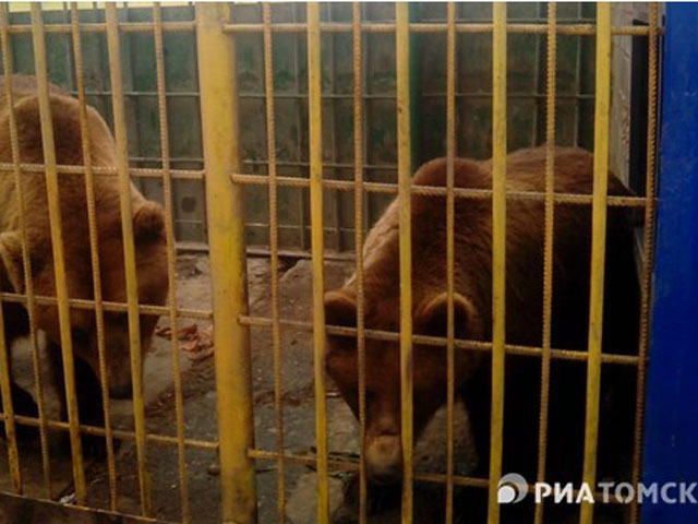 В Томске медведь откусил руку пьяной посетительнице шашлычной