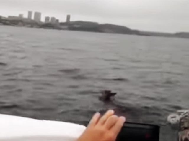 В интернете появилась видеозапись, на которой запечатлен пятнистый олень, плывущий по водам Амурского залива Японского моря по направлению к Владивостоку