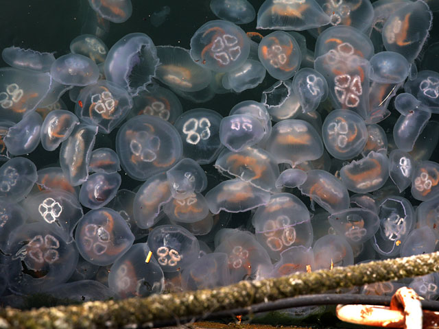 Ушастые медузы