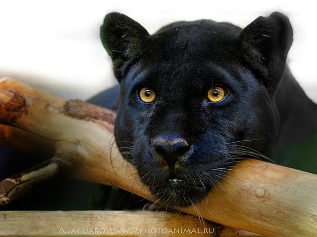Нехитрый трюк позволил ученым-зоологам различать черных леопардов по уникальному рисунку на шкуре животных, которые практически невозможно заметить в обычных условиях