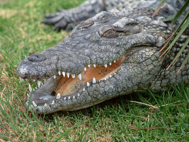 Жеребьевку матча Кубка Дэвиса между Австралией и Казахстаном провел крокодил 