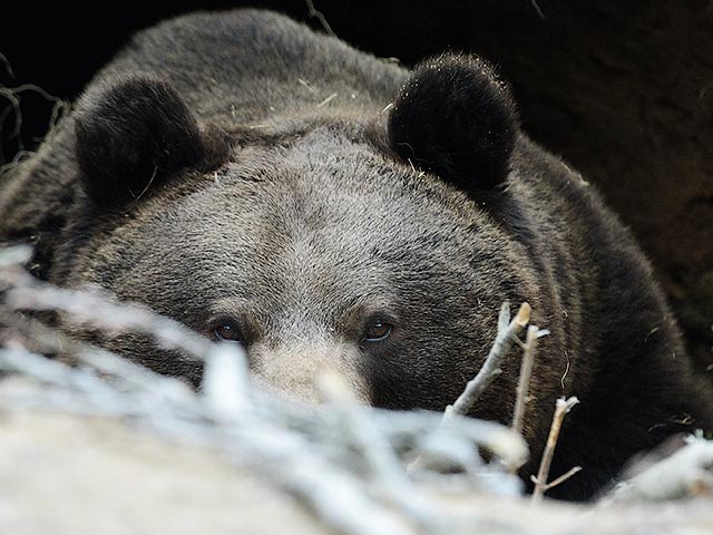 В Мурманской области убили трех медведей, не пожелавших вернуться в лес