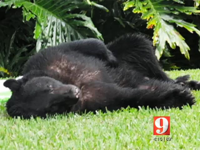 На минувших выходных владелица частного дома в округе Семинол в американском штате Флорида обнаружила на заднем дворе неожиданного гостя - огромного черного медведя, также известного под названием барибал