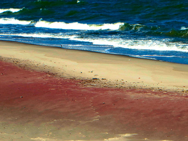 На побережье Куршской косы в Калининградской области РФ в настоящее время наблюдается необычайно красивое природное явление, которое в одноименном национальном парке называют пляжевым цветоворотом