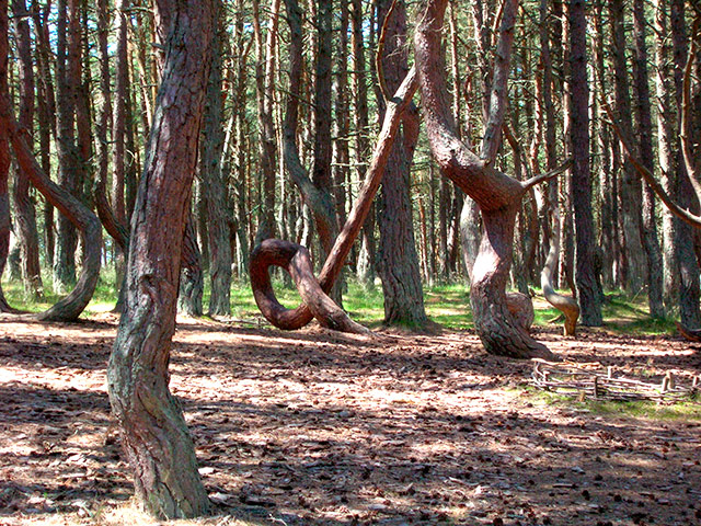 Декорациями для эротической фотосессии стал уникальный Танцующий лес на Куршской косе, который входит в состав национального парка