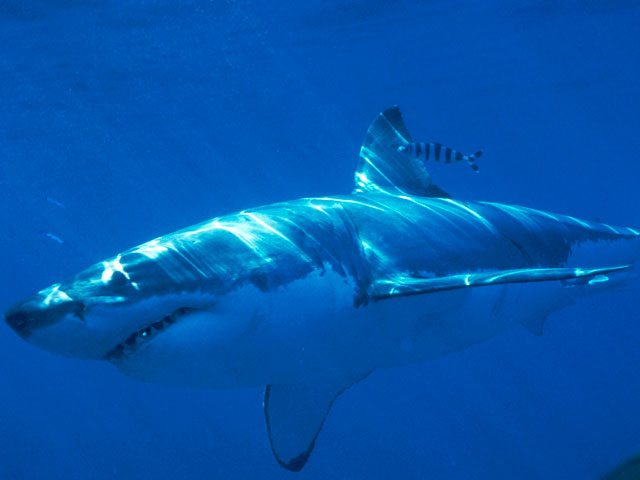 Австралийского дайвера акула растерзала на глазах у дочери