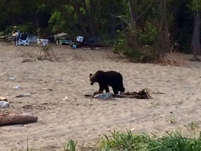 На Сахалине медведь "инспектирует" местный пляж