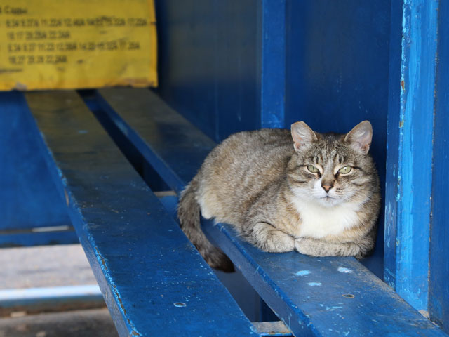 На сегодняшний день за право договориться с домовыми о благожелательном отношении к ученым спорят 87 котов