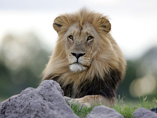 В Зимбабвийском Национальном парке Хванге браконьер убил знаменитого льва по кличке Сесил, который был любюмцем публики и одной из главных достопримечательностей
