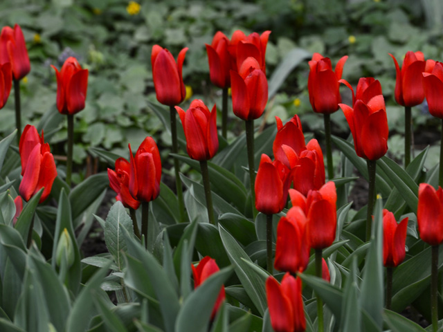После неоднократных предупреждений власти России предложили приостановить фитосанитарную сертификацию цветов из Нидерландов