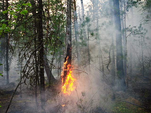 В Сибири продолжают гореть леса. В настоящее время, по сообщениям Департамента лесного хозяйства по Сибирскому федеральному округу, в регионе площадь пожаров составляет 40 068 гектаров