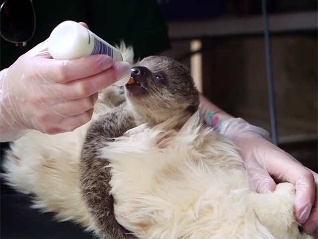 В Лондонском зоопарке семинедельному детенышу ленивца, которого искусственно выкармливают сотрудники, подарили плюшевого собрата из сувенирного магазина зоопарка, который заменил малышу по кличке Эдвард маму