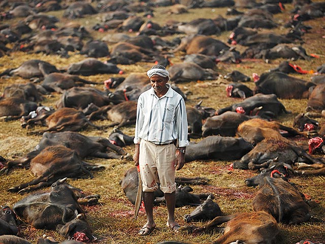В 2009 году на на торжествах Гадхимаи было обезглавлено более 500 тыс. буйволов, козлов, кур и других животных. В 2014 году количество животных уменьшилось на 70% благодаря вмешательству Верховного суда Индии