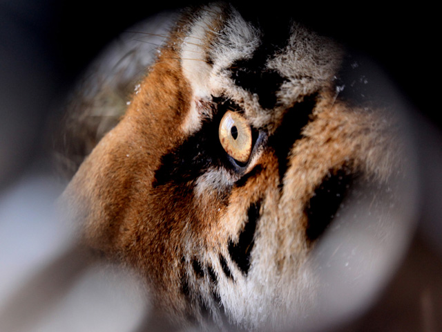 Полицейские Хабаровского края обследовали место гибели амурского тигренка, находившегося под защитной президентской программы, и обнаружили там следы взрослого тигра, а также следы от выстрелов