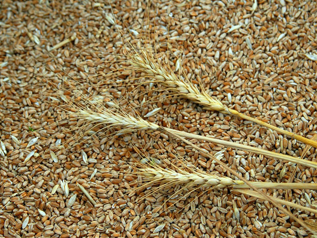 Курская фермерша, грозившая сжечь урожай, сообщила о краже ее пшеницы приставами