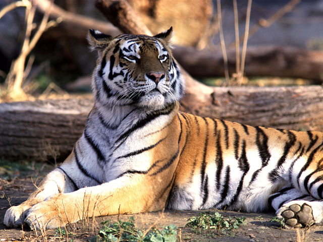 Центр "Амурский тигр" объявил награду в 150 тысяч рублей за достоверную информацию, которая поможет установить и изобличить преступников, убивших тигренка, включенного в программу исследования и защиты исчезающего вида амурского тигра