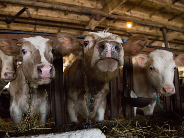 Российские власти задумались над возможным введением ограничения на численность поголовья скота и птицы в личных подсобных хозяйствах