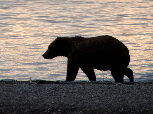 Медведь из Айдахо стал захаживать к местному жителю, застряв в один из визитов мордой в кошачьей двери