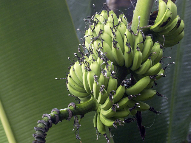 ВТБ продал банановые плантации Владимира Кехмана