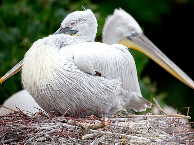 В Китае травмированному пеликану сделали новый клюв при помощи 3D-печати